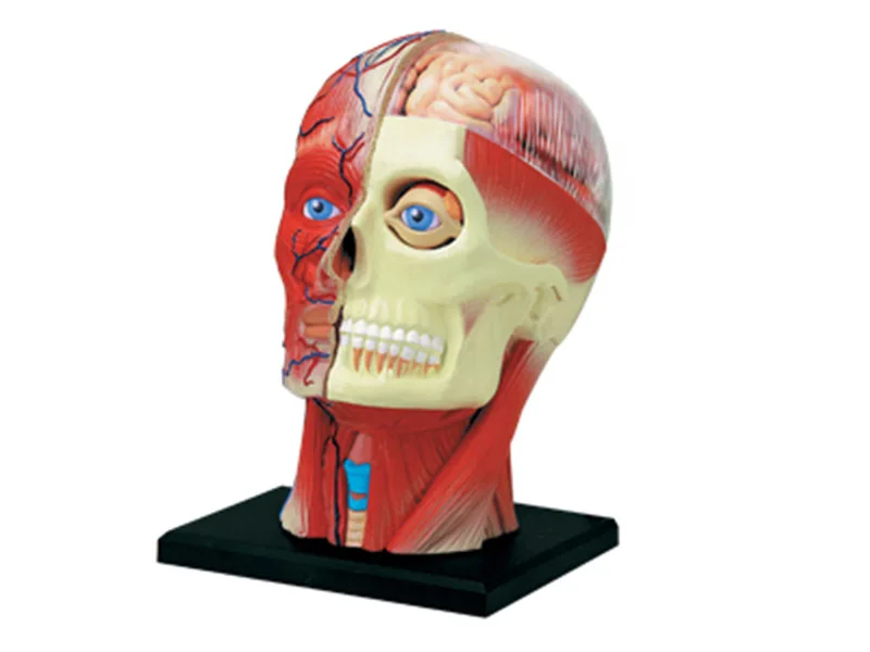גוף האדם גוף מערכת הרבייה כליה ראש עצבים העור אנטומי דגם רפואי הספק הוראה פאזל להרכיב צעצוע 4D התמונה 1